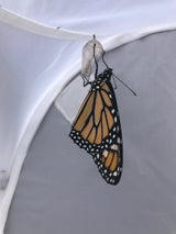 2025 Christmas Ornament